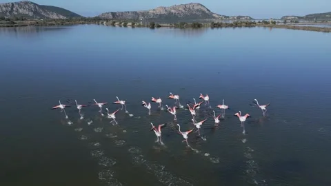 A flamingo gracefully soars over the tranquil lagoon of Voidokilia in Pylos Stock Footage 295751705