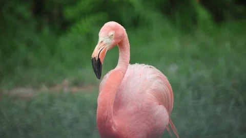 Flamingo in grassy area 스톡 동영상 338011392