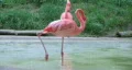Flamingo Grooming HD Footage