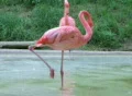 Flamingo Grooming Footage