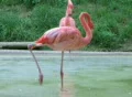 Flamingo Grooming SD Footage