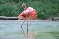 Flamingo Grooming Footage