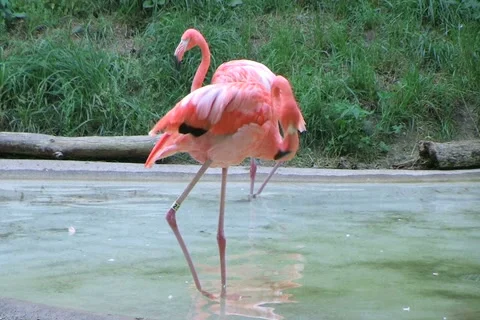 Flamingo Grooming Stock Footage 2734177