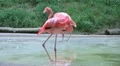 Flamingo Grooming HD Footage