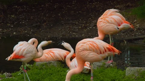 Flamingo group bickering with one another Stock Footage 114554071