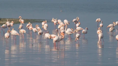 Flamingo group feeds on the river 스톡 동영상 128844741
