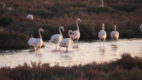 Flamingo group feeds on the river 스톡 동영상 128845900