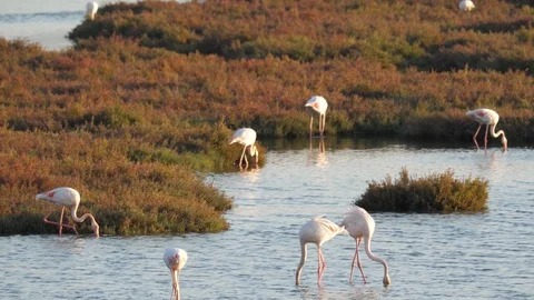 Flamingo group feeds on the river 스톡 동영상 128846084