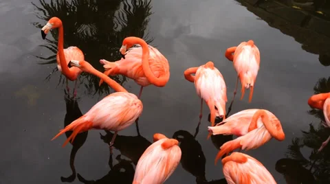 Flamingo group grooming Video stock 37128019