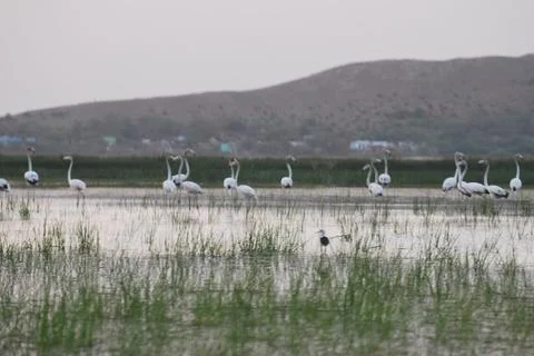Flamingo Group Stock Photos