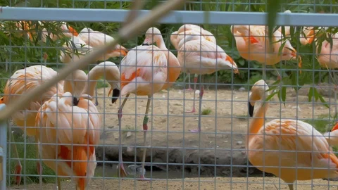 Flamingo group through fence Video stock 114970820