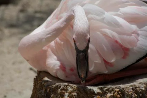 Flamingo Guarding Eggs Stock Photos
