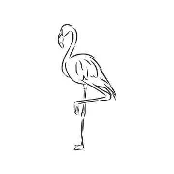 Flamingo hand drawn vector llustration realistic sketch illustration Stock Illustration