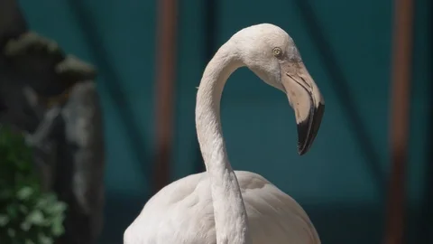 Flamingo head close up Stock Footage 89840123