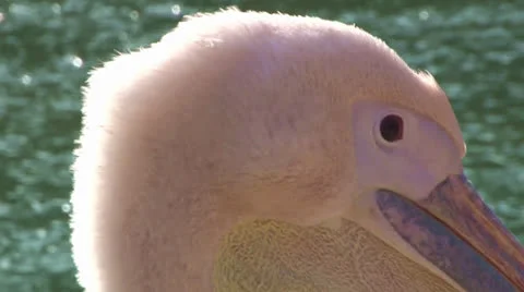 Flamingo head 스톡 동영상 22636925