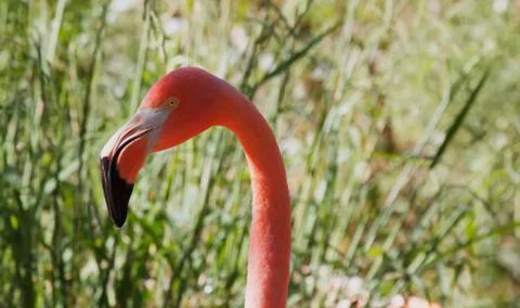 Flamingo head left Stock Photos