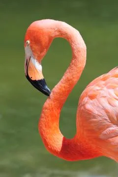 Flamingo head Stock Photos