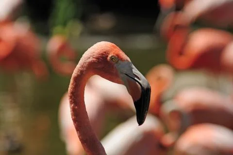 Flamingo head Stock Photos