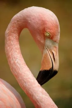Flamingo head Stock Photos