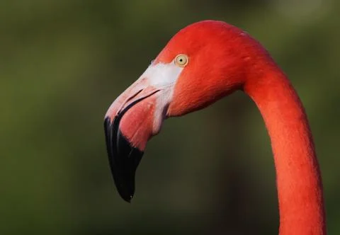 Flamingo head Stock Photos