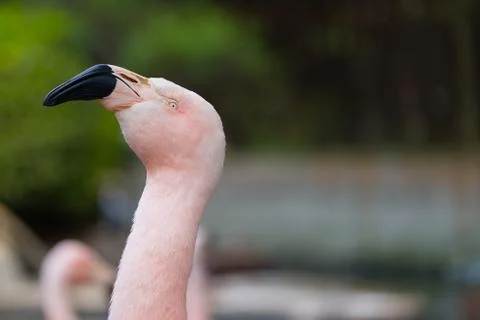 Flamingo Head Stock Photos