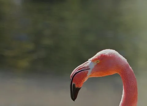 Flamingo head profile Stock Photos