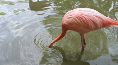 Flamingo with head underwater Stock Footage 11033586