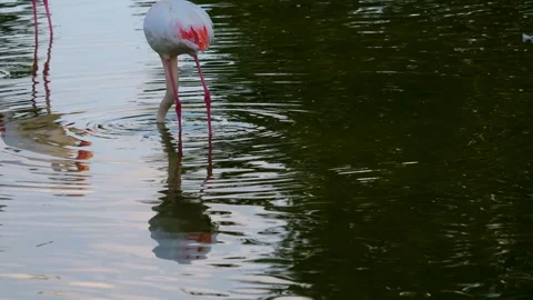  flamingo head underwater  Stock Footage 249919410