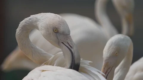 Flamingo head which cleans feathers Stock Footage 125999575