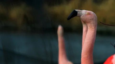 Flamingo Heads Video stock 87274279