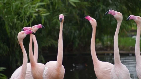 Flamingo heads in motion Stock Footage 277462639