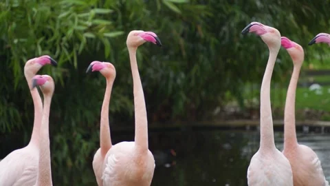 Flamingo heads turning Stock Footage 277465281