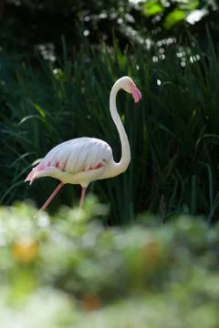 Flamingo Hunt Stock Photos