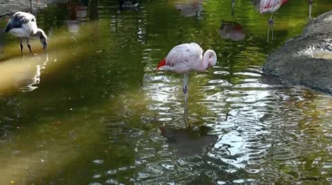 Flamingo III Stock Footage 20542653
