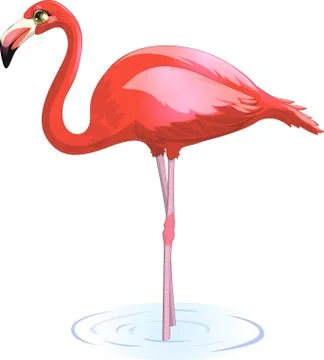 Flamingo Stock Illustration