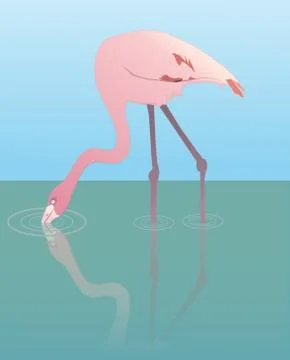 Flamingo Illustrazione stock