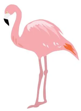 Flamingo Stock Illustration