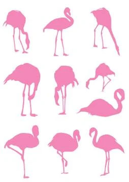 Flamingo Stock Illustration