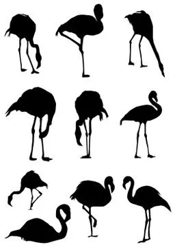 Flamingo Stock Illustration