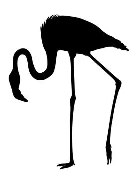 Flamingo Stock Illustration