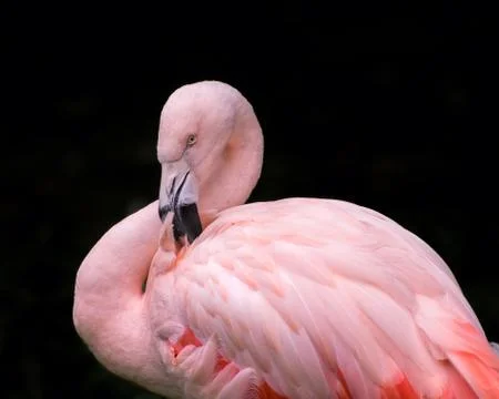 Flamingo isolated on Black Background 1 Stock Photos
