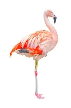 Flamingo isolated Stock Photos