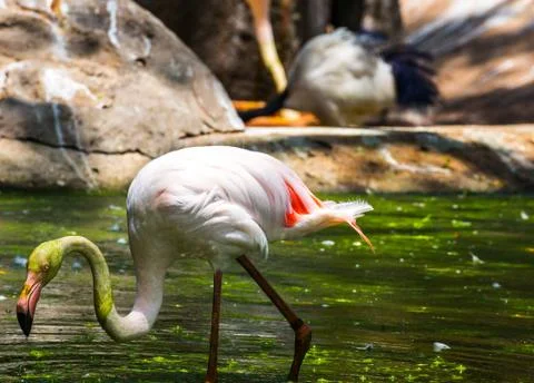 Flamingo isolated Foto stock