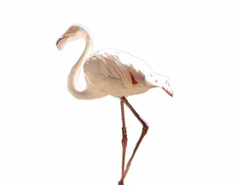 Flamingo isolated on white background Stockfoto's