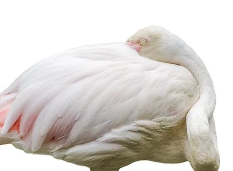Flamingo isolated on white background Фото