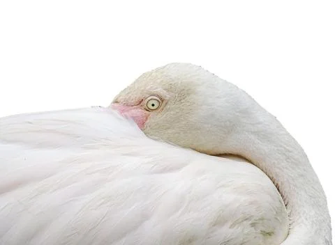 Flamingo isolated on white background 스톡 사진