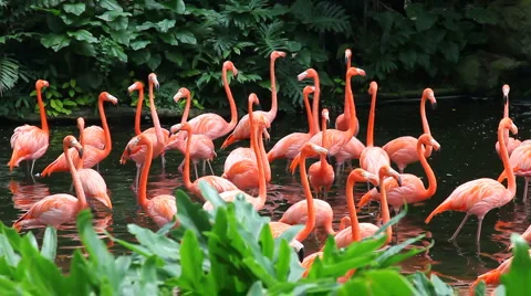 Flamingo lake Vídeos de archivo 4665473