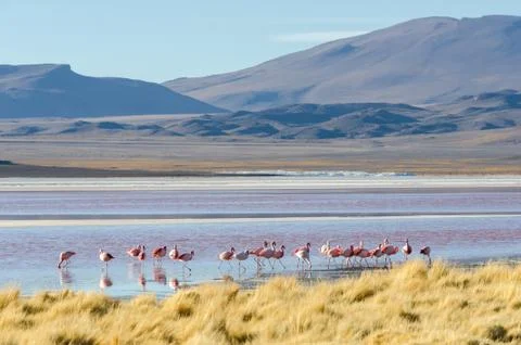 Flamingo on the lake Stock Photos