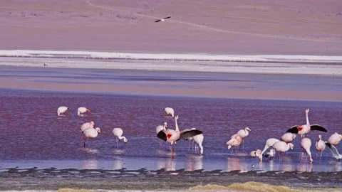 A flamingo landing and flapping its wings in the Laguna Colorada Stock Footage 238628611