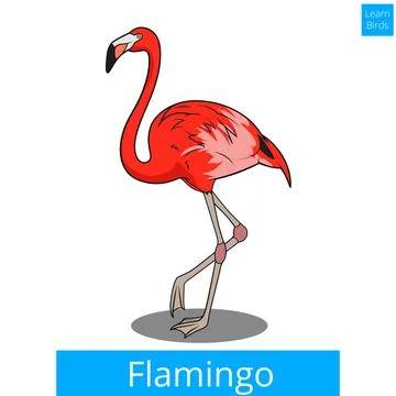 Flamingo learn birds educational game vector Stock Illustration